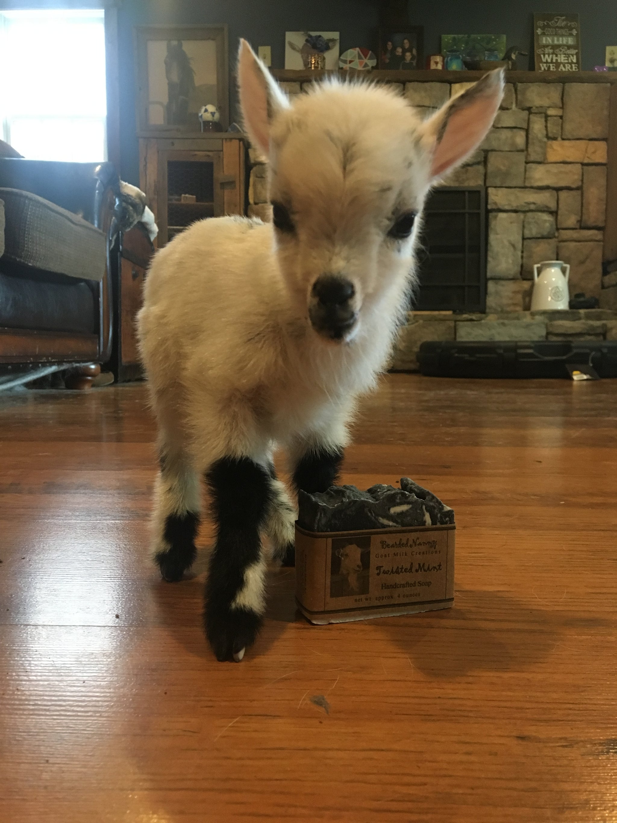 Bearded Nanny Goat Milk Creations